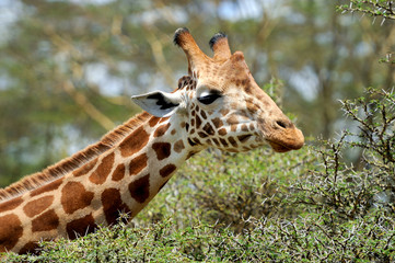 Giraffe