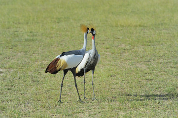 Crowned crane