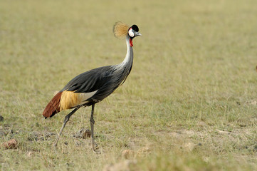 Crowned crane