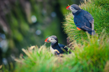 Atlantic Puffin on Latrabjarg Cape, Vestfirdir, Iceland.