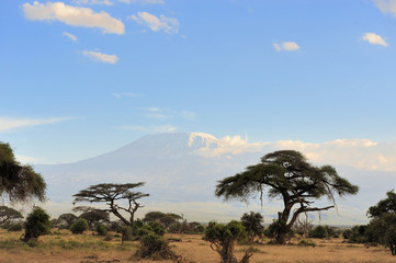 Fototapeta na wymiar Kilimanjaro