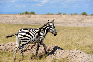 Zebra