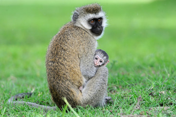 Monkey