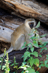 Monkey