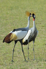 Grey Crowned Crane Balearica regulorum gibbericeps