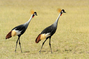 Grey Crowned Crane Balearica regulorum gibbericeps