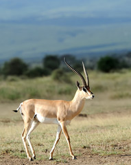 Thomson's gazelle