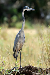 Heron