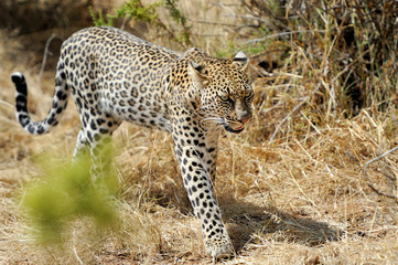 Leopard