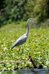 Heron