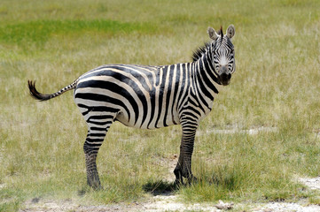 Zebra
