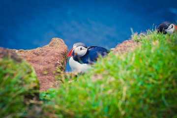 Atlantic Puffin on Latrabjarg Cape, Vestfirdir, Iceland.