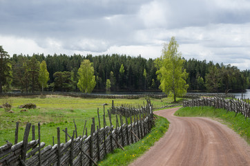 Fototapeta premium Shiny birches at winding gravel road