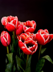 Crimson Tulips