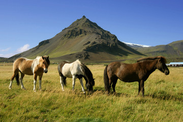 Fototapeta na wymiar Konie w Snaefellsnes, Islandia