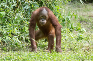 laufender Orang Utan