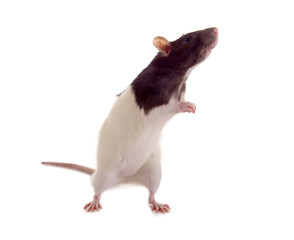 Ratte macht Männchen