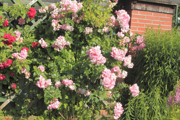 Kletterrose (Rosa filipes)