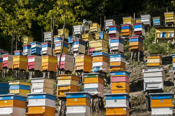 Colored wooden beehives on mountain forest slope