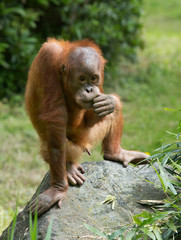 Naklejka premium trauriger Orang Utan