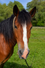 Portrait of horse on background of spring pasture