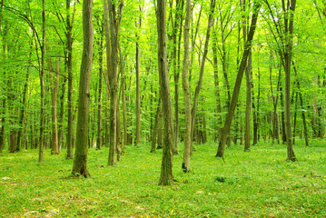 green forest
