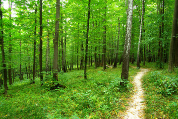 Fototapeta premium green forest