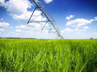 wheat field irrigated with a center pivot sprinkler system