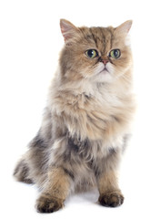 persian cat