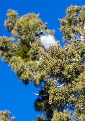 Scrub Jay Blue Bird Great Basin Region Animal Wildlife