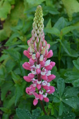 Lupine im Garten