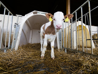 kalb © Superingo