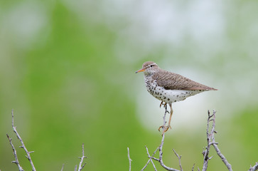 Spotted sandpiper