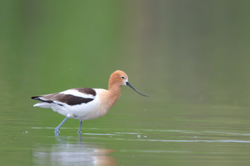 American avocet