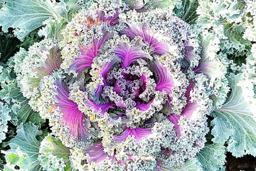 ornamental leaved Kale Longlived Cabbage are a beautiful
