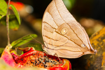The Koh-I-Noor butterfly