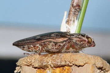 Escarabajo dorado, Sauceda, Hurdes, España