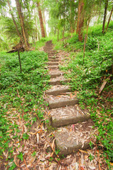 Rainforest Steps