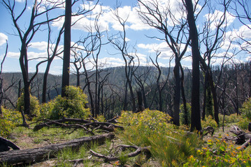 Valley scene regrowth Kinglake Bushfire