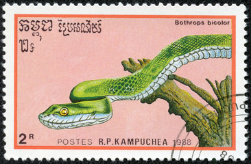 bright green Guatemalan Palm Pit Viper