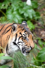 Sumatran Tiger