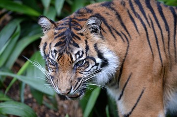 Sumatran Tiger