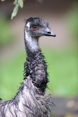 Emu