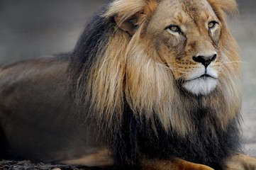 African Lion