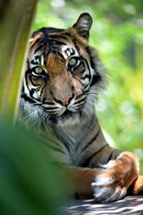 Sumatran Tiger