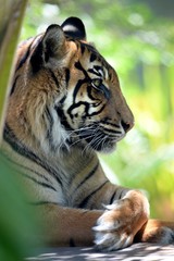 Sumatran Tiger