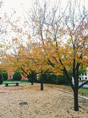 Plakat manchurian pear trees in autumn