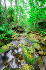 the Stream temperate rain forest