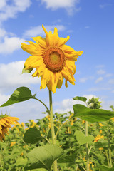 Beautiful sunflower against the sky.
