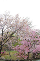 Fototapeta na wymiar ２種類の桜